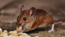 24 Hour & Emergency Exterminators in Burnt Chimney, VA